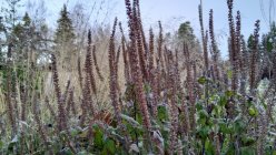 Teucrium hyrcanicum 'Purple Tails' Дубровник гирканский